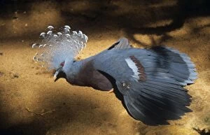 Victoria Crowned PIGEON - captive
