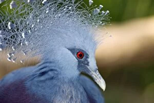 Victoria Crowned Pigeon in captivity