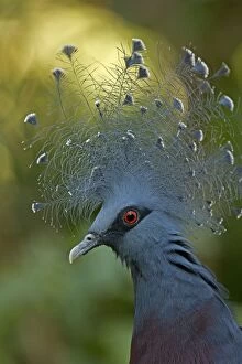 Papua New Guinea Collection: Victoria Crowned Pigeon - controlled conditions - Northern New Guinea