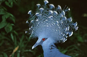 Displays Collection: Victoria Crowned-Pigeon / New Guinea Wood Pigeon - Head, Papua New Guinea JPF31856