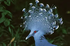 Feather Prints: Victoria Crowned-Pigeon / New Guinea Wood Pigeon - Head, Papua New Guinea JPF31856