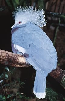 Images Dated 18th January 2005: Victoria Crowned Pigeon Threatened. Forests of Papua New Guinea
