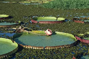 Victoria / Giant / Amazon Waterlily - flowers are white first night they open, & become pink the second night. formerly know as: Victoria regia Brazil