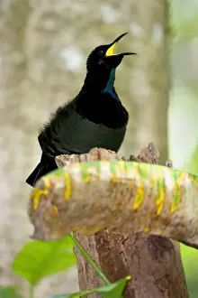 Beak Open Prints: Victoria's Riflebird - adult male calls out in the hopes to attract females