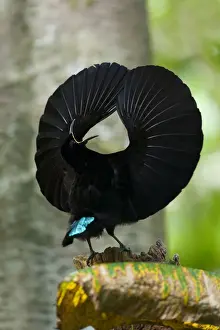 Victoria's Riflebird - adult male displaying wildly in the hopes to attract females. It calls out and has its wings widely spread to clap them over its head and dance - Wooroonooran National Park, Wet Tropics World Heritage Area, Queensland