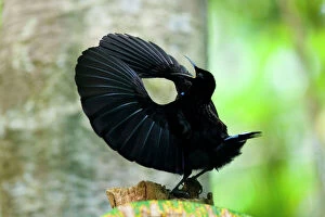 Birds Gallery: Victoria's Riflebird a Bird of Paradise - adult male displaying wildly in the hopes to attract females