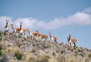 Peru Prints: Vicuna - Group together Andes, Peru, South America