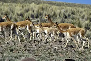 Vicuna High Andes of southern Peru, Bolivia, northern Chile and Argentina Photographed at 4000 m elevation at Pampa Galeras, Peru