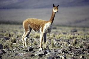 Vicuna - High Andes of southern Peru and Bolivia, northern Chile and Argentina Vicuna - High Andes of southern Peru and Bolivia, northern Chile and Argentina