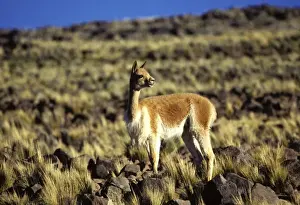 Vicuna High Andes of southern Peru and Bolivia, northern Chile and Argentina Photographed at 4000 m elevation at Pampa Galeras, Peru