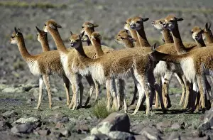 Vicuna High Andes of southern Peru and Bolivia, northern Chile and Argentina Photographed at 4000 m elevation at Pampa Galeras, Peru