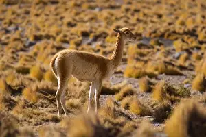 Vicunas Prints: Vicuna / Vicugna - adult looking about in grassy desert - Atacama Desert near El Tatio Geysers - Chile - South America