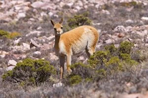 Images Dated 20th May 2010: Vicuna / Vicugna - adult standing in the pampa