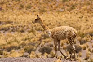Images Dated 30th January 2010: Vicuna / Vicugna - adult strolling through grassy desert