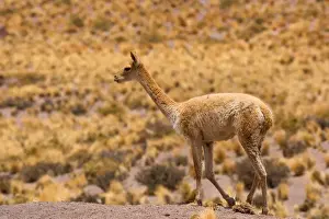 Walk Prints: Vicuna / Vicugna - adult strolling through grassy desert - Atacama Desert near El Tatio Geysers - Chile - South America