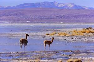 Vicuna / Vicugna - adult and young standing in