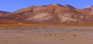 Vicuna / Vicugna - group of adult vicunas crossing