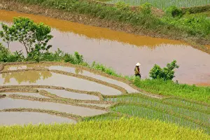 Vietnam. Rice paddies in the highlands of Sapa. Date: 25-06-2019