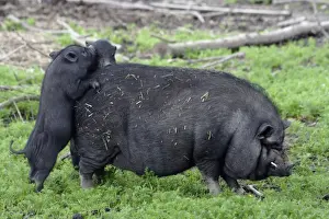 Vietnames Pot-bellied Pig- 2 piglets playing on sow's back, Hessen, Germany