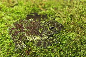 Frogs Collection: Vietnamese Mossy Frog - camouflaged in moss - controlled conditions 14489