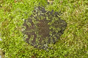 Hide Prints: Vietnamese Mossy Frog - camouflaged in moss - controlled conditions 14495