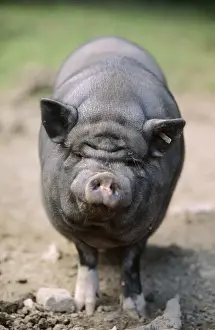 Vietnamese Pot Bellied Pig