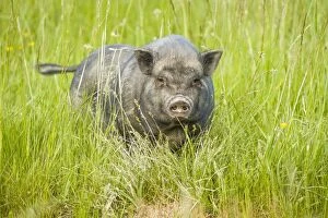 Vietnamese Pot-Bellied Pig in field Galicia, Spain