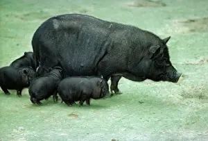 Pigs Prints: Vietnamese Pot Bellied Pig LB 4537 With Piglets © Ian Beamas / ARDEA LONDON