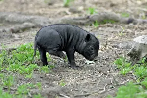 Vietnamese Pot-bellied Pig - piglet scratching itself, Hessen, Germany