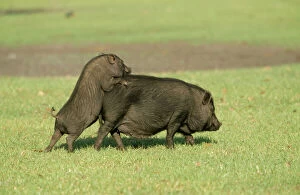 Images Dated 17th March 2009: Vietnamese Pot Bellied Pig WAT 1031 With piglet © M. Watson / ARDEA LONDON