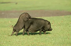 Funny Collection: Vietnamese Pot Bellied Pig WAT 1031 With piglet © M. Watson / ARDEA LONDON