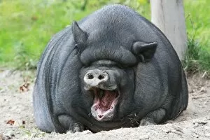 Images Dated 10th September 2008: Vietnamese Pot-bellied Pig - yawning