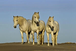 Front view of Camargue horses, southern