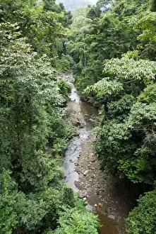 View on canopy and creek of rainforest from suspension bridge