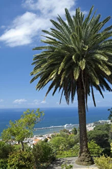 Botanical Gallery: View overlooking the port area, Funchal