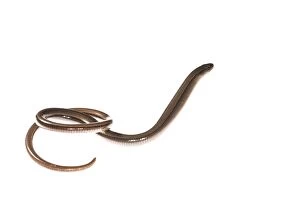 Worm Gallery: Side view of slow worm or blindworm (Anguis fragilis)