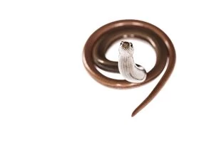Worm Gallery: Front view of slow worm or blindworm (Anguis fragilis) o