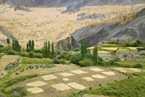 Images Dated 16th May 2011: Village and barley field in the Himalayas