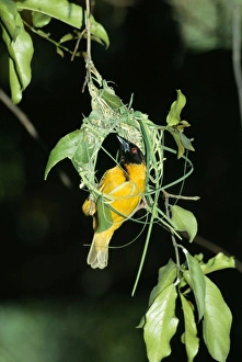 Images Dated 8th December 2004: Village / Black-headed / Spotted-backed Weaver