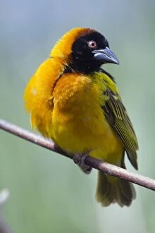 Images Dated 23rd April 2011: Village Weaver bird - UK - controlled conditions
