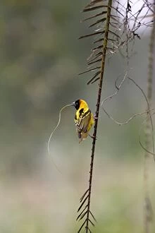 Village Weaver - male, building nest