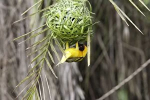 Village Weaver - male. on nest