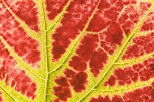 Leaves Collection: vine leaf - detail of a colouful red and yellow coloured vine leaf in autumn - Baden-Wuerttemberg