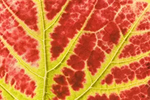 Vine Prints: vine leaf - detail of a colouful red and yellow coloured vine leaf in autumn - Baden-Wuerttemberg