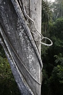 Images Dated 9th September 2006: Vine - on rainforest tree Manu Wildlife Reserve Peru
