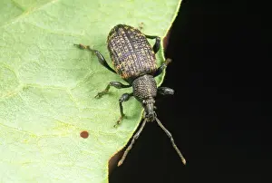 Vine Weevil - adult