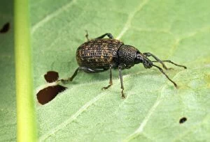 Images Dated 2nd October 2012: Vine Weevil - adult