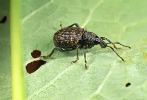 Vine Weevil - adult
