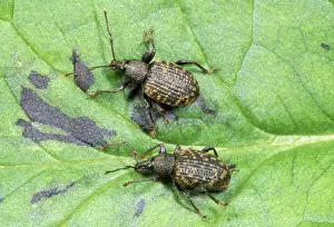 Weevil Prints: Vine Weevil - adults