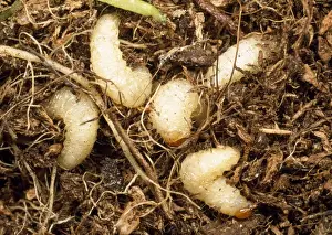 Vine Weevil Larvae